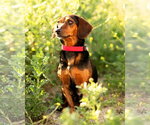 Small Dachshund