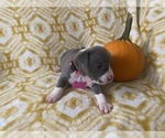 Small Photo #5 American Bully Puppy For Sale in LUBBOCK, TX, USA