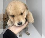 Small Golden Retriever Mix