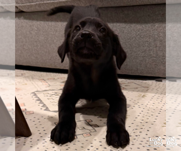 Medium Photo #3 Labrador Retriever-Unknown Mix Puppy For Sale in Washington, DC, USA