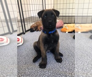 Belgian Malinois Puppy for Sale in LIVE OAK, Florida USA