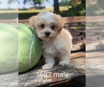 Small Photo #3 Zuchon Puppy For Sale in CLARE, IL, USA