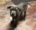 Small Photo #6 Cane Corso Puppy For Sale in MASON, IL, USA