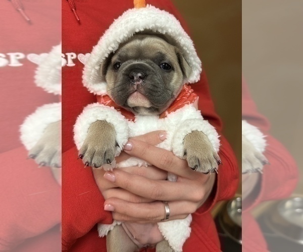 Medium Photo #9 French Bulldog Puppy For Sale in WEXFORD, PA, USA