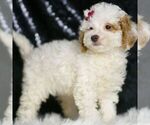 Small #4 Poodle (Toy)