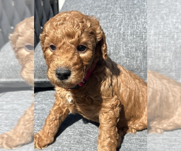 Medium Photo #4 Goldendoodle Puppy For Sale in OAKLAND, CA, USA