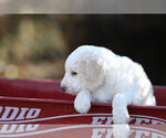 Small Photo #4 Pyredoodle Puppy For Sale in EATONTON, GA, USA