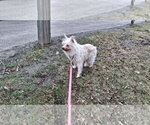 Small #14 Chihuahua Mix