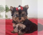Small Photo #1 Yorkshire Terrier Puppy For Sale in MABLETON, GA, USA