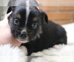 Small Photo #11 Australian Shepherd Puppy For Sale in STAFFORD, VA, USA