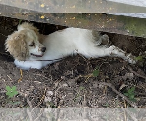 Cocker Spaniel Puppy for sale in ROMULUS, MI, USA