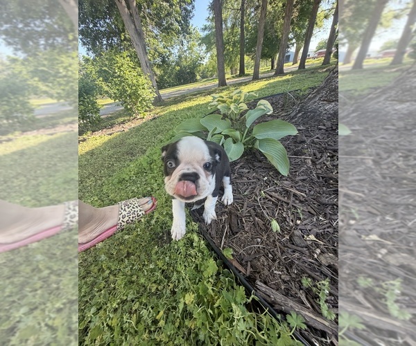 Medium Photo #7 Boston Terrier Puppy For Sale in FREDONIA, KS, USA