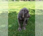 Small Photo #7 Labrador Retriever Puppy For Sale in ATHOL, ID, USA