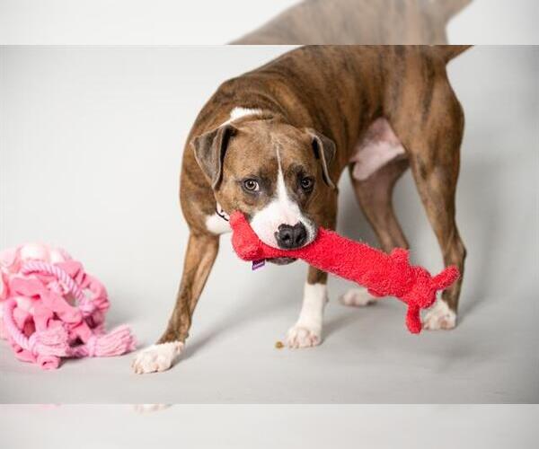 Medium Photo #1 Mutt Puppy For Sale in Minneapolis, MN, USA