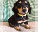 Puppy Allen Dachshund