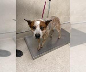 Texas Heeler Dogs for adoption in Riverside, CA, USA