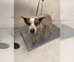 Small Texas Heeler
