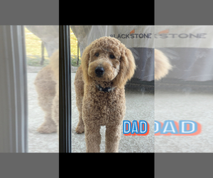 Father of the Goldendoodle puppies born on 07/13/2022