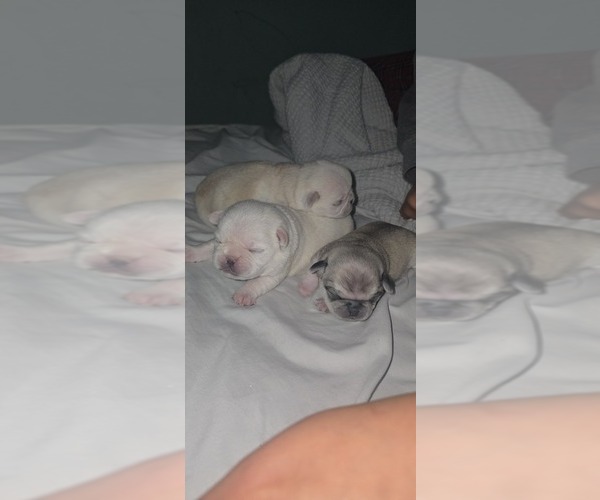 Medium Photo #1 Pug Puppy For Sale in NEW IPSWICH, NH, USA