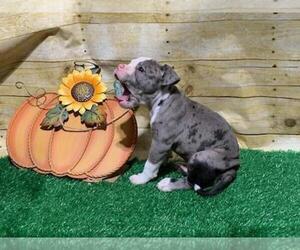 Olde English Bulldogge Puppy for sale in DUNCANVILLE, TX, USA