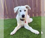 Small #1 Labrador Retriever Mix