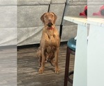 Small Photo #1 Rhodesian Ridgeback Puppy For Sale in SAN ANGELO, TX, USA