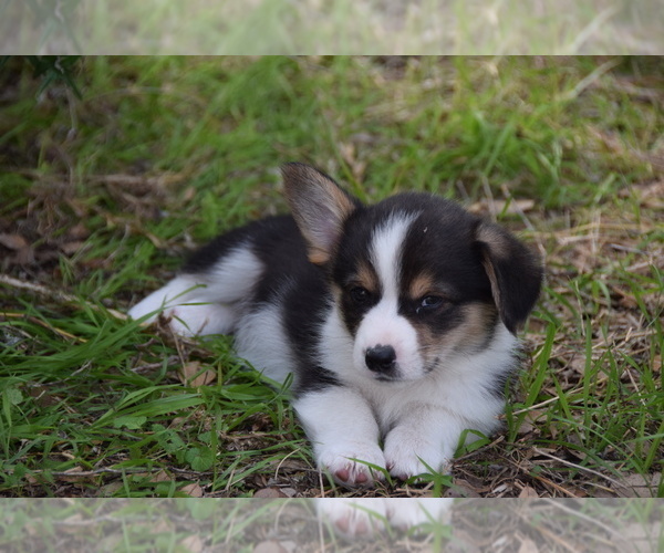 Medium Photo #5 Pembroke Welsh Corgi Puppy For Sale in CASTROVILLE, TX, USA