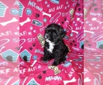 Small #8 Morkie