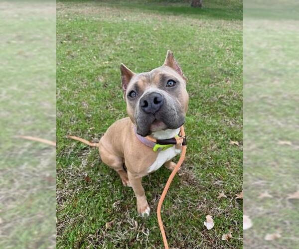 Medium Photo #2 Mutt Puppy For Sale in Forestville, MD, USA