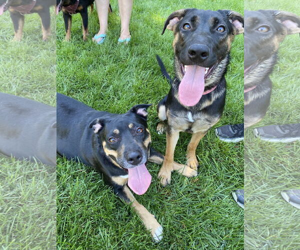 Medium Photo #5 German Shepherd Dog-Unknown Mix Puppy For Sale in Davis, CA, USA