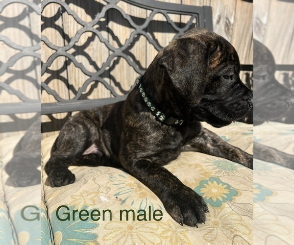 Medium Photo #39 Presa Canario Puppy For Sale in LEVITTOWN, PA, USA