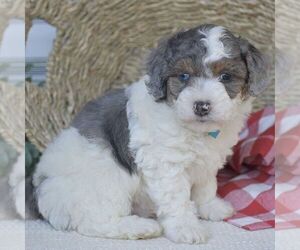 Poodle (Miniature) Puppy for sale in PEACH BOTTOM, PA, USA