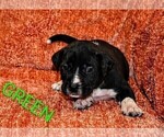 Small #1 Presa Canario