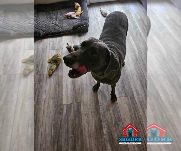 Medium Photo #19 Great Dane Puppy For Sale in Bullard, TX, USA