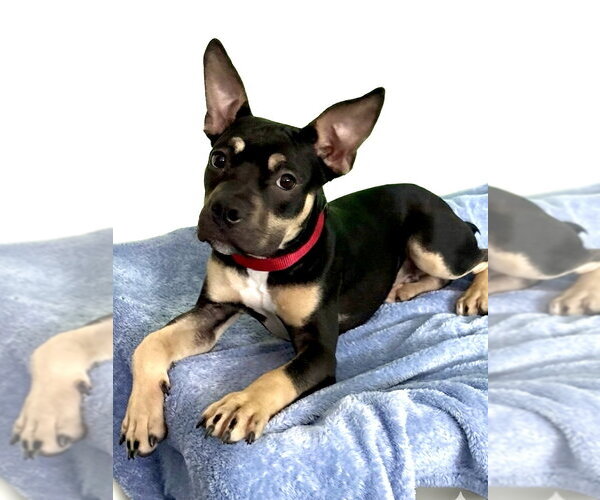 Medium Photo #4 Mutt Puppy For Sale in Spring Lake, NJ, USA