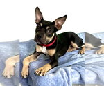 Small #3 Mutt