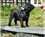 Small Photo #2 French Bulldog Puppy For Sale in Hollywood, FL, USA