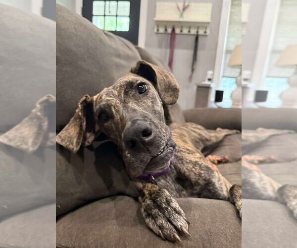 Medium Photo #4 Great Dane Puppy For Sale in Bullard, TX, USA