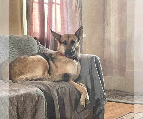 Medium Photo #3 German Shepherd Dog Puppy For Sale in Centreville, VA, USA