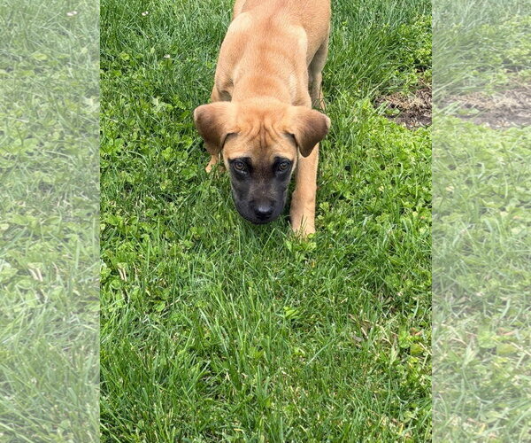 Medium Photo #4 American Pit Bull Terrier-Unknown Mix Puppy For Sale in Germantown, OH, USA