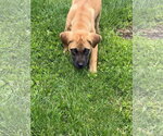 Small #3 American Pit Bull Terrier Mix