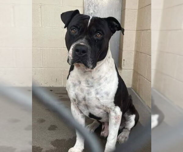 Medium Photo #20 American Bulldog-Unknown Mix Puppy For Sale in Chandler, AZ, USA