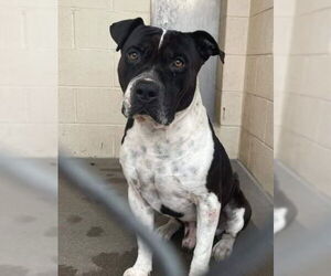 MOSLEY - Male American Bulldog-Unknown Mix Dog for Adoption - Photo #20