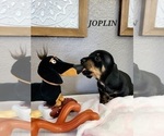 Small Photo #11 Dachshund Puppy For Sale in THORNTON, CO, USA