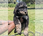 Small Photo #29 Bernedoodle-Golden Mountain Dog Mix Puppy For Sale in DAVIS, CA, USA
