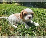 Small #6 Cavalier King Charles Spaniel