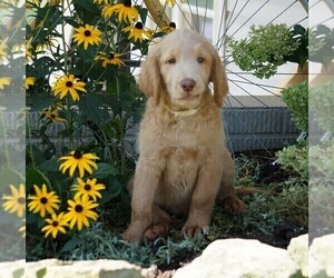 Labradoodle Puppy for sale in FREDERICKSBG, OH, USA