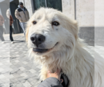 Small Great Pyrenees Mix