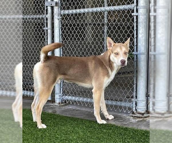 Medium Photo #2 Siberian Husky-Unknown Mix Puppy For Sale in Baytown, TX, USA
