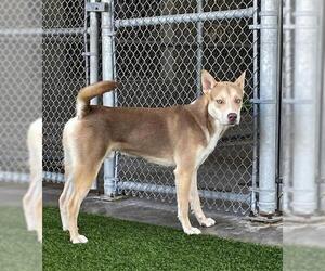 MICKEY - Male Siberian Husky-Unknown Mix Dog for Adoption - Photo #2